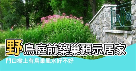 陽台有鳥風水|【家有鳥巢】家有鳥巢，居家風水亨通！揭開野鳥築巢。